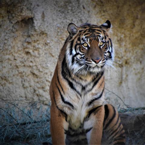 Two Sumatran Tigers Join Memphis Zoo to aid in Conservation
