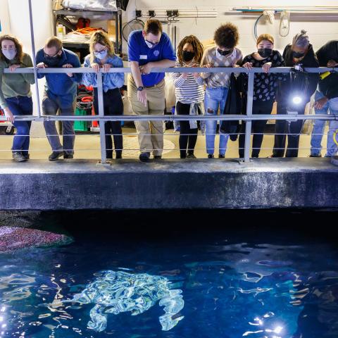 Experience the Tennessee Aquarium like never before with new Deeper Dives guided tours