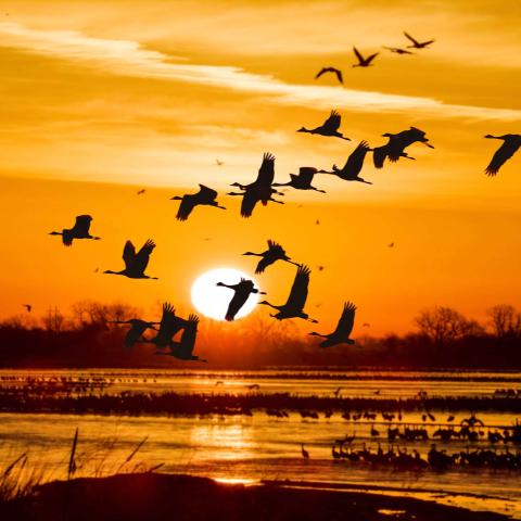 •	Sandhill Cranes take flight at sunrise from the Platte River in Nebraska, a temporary rest point before continuing their migration north to the prairie wetlands. Credit: Wings Over Water Film Crew