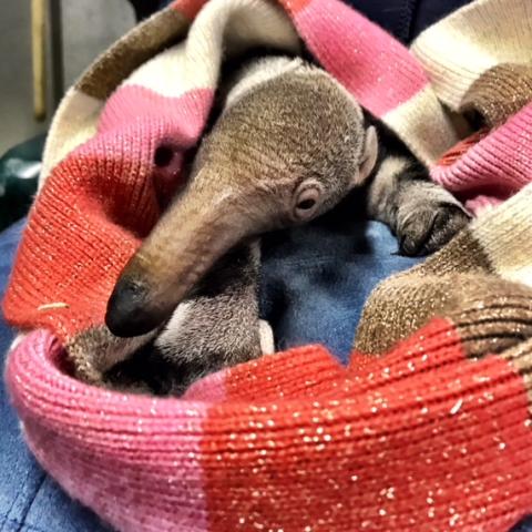 Giant Anteater Pup Born at Nashville Zoo