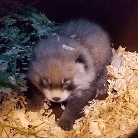 Nashville Zoo Announces Second Red Panda Birth