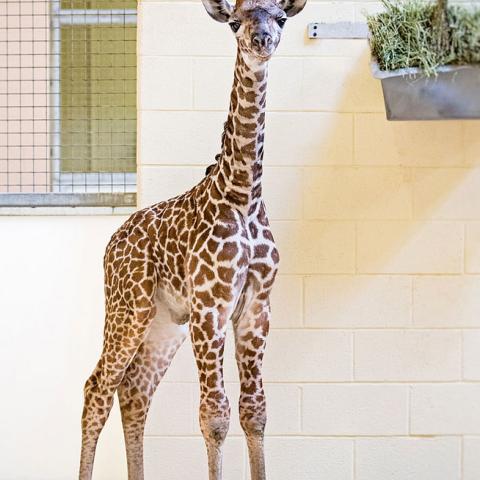 Baby Giraffe Can Now Be Seen at Nashville Zoo