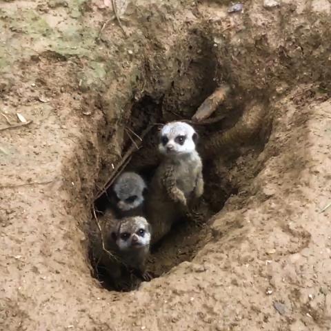 Meerkat Pups Born at Nashville Zoo