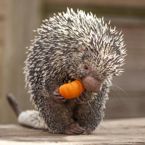 Tickets Now on Sale for Nashville Zoo’s Boo at the Zoo