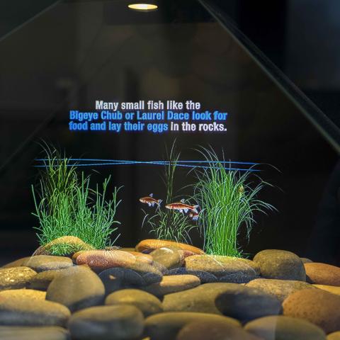 New Tennessee Aquarium Exhibit Features Holographic Technology to Tell Important Story