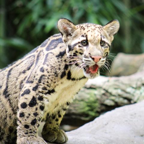 Clouded Leopard Cubs Make Public Debut at Nashville Zoo