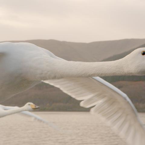 A Soaring Tribute – Conquest of the Skies 3D Brings Incredible views of Nature’s Fliers to Tennessee Aquarium IMAX 3D Theater