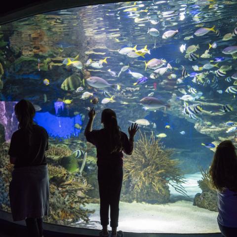 Ripley’s Aquarium of the Smokies No.1, Tennessee Aquarium No. 5 as Top Aquariums in the Nation by USA Today 10Best.com