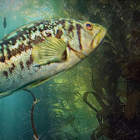 Cookeville-Putnam County, Tennessee Selected for Filming Fishing University