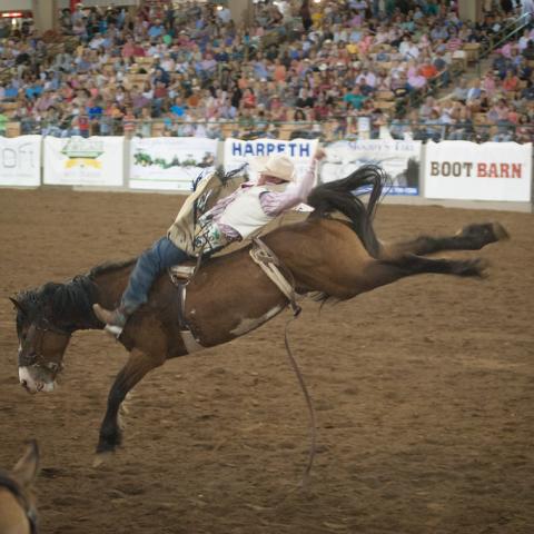 Cowboys, Cowgirls, Bulls and Horses to Stampede into Williamson County