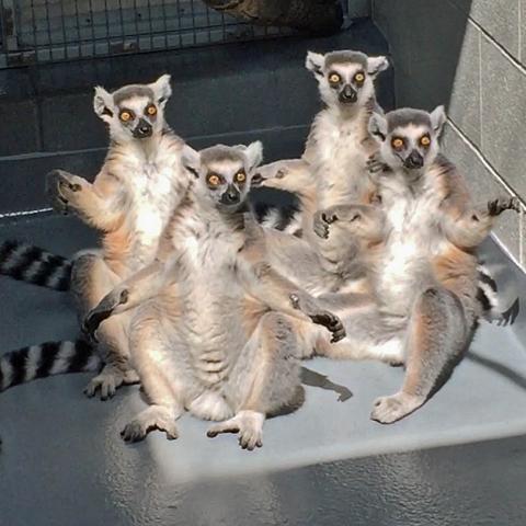 Tennessee Aquarium Animals Could Greet the Aug. 21 Eclipse with Bellows, Grunts or Silence
