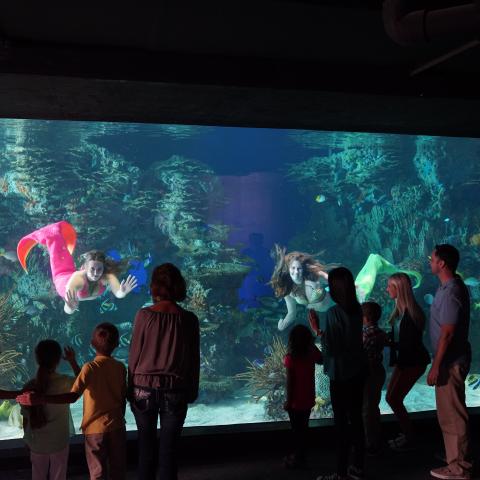 Mermaids Swimming Daily at Ripley’s Aquarium of the Smokies