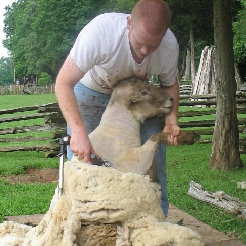 Sheep Shearing Day Returns This Spring to Museum of Appalachia 