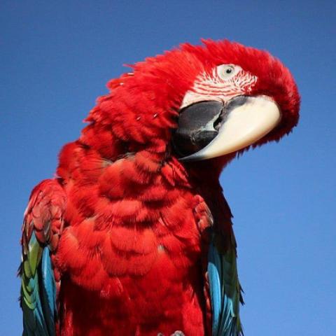 Nashville Zoo Guests to Record Animal Behavior during Solar Eclipse