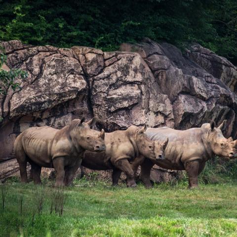Southern White Rhinos Now Roaming at Nashville Zoo