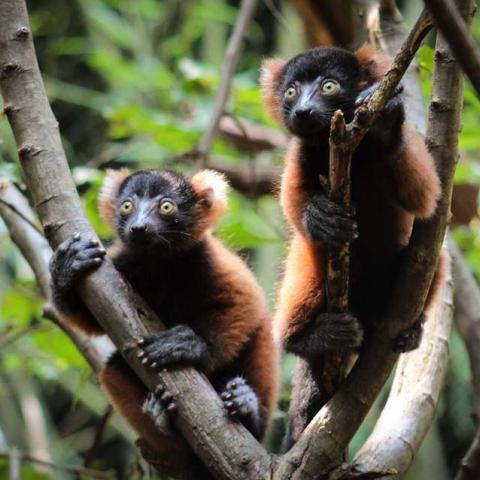 Red Ruffed Lemur Babies Now on Exhibit at Nashville Zoo