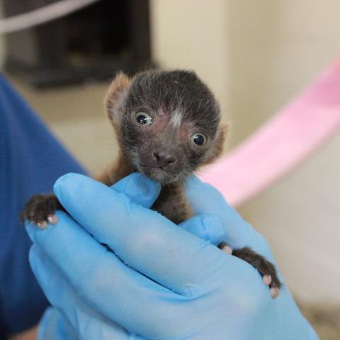 Baby Red Ruffed Lemurs Born at Nashville Zoo