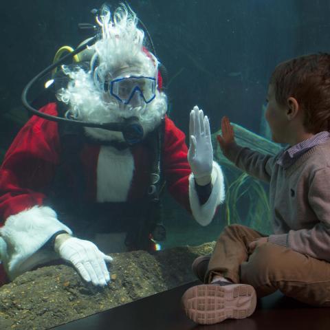 Holidays Under the Peaks at the Tennessee Aquarium Festivities Include SCUBA Claus, PJs at IMAX, More