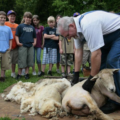 Sheep Shearing Days at the Museum of Appalachia in Clinton, Tennessee