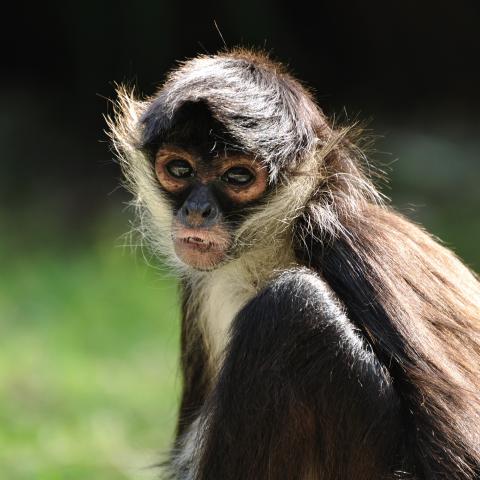 NASHVILLE ZOO’S NEW SPIDER MONKEY EXHIBIT OPENS APRIL 6