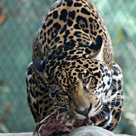 Chattanooga Zoo Presents Beast Feast Event