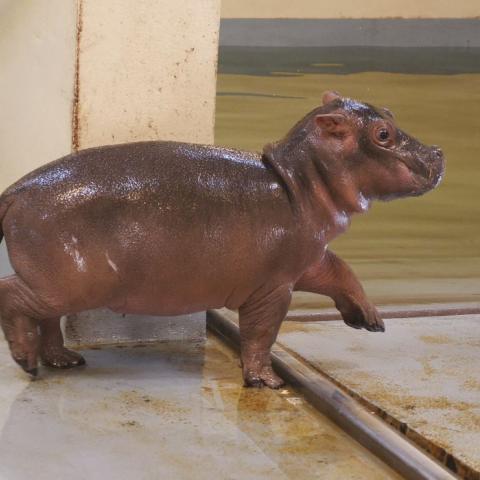 Memphis Zoo Announces Birth of Baby Hippo