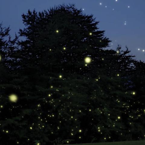 Great Smoky Mountains National Park Announces Synchronous Firefly Viewing Dates