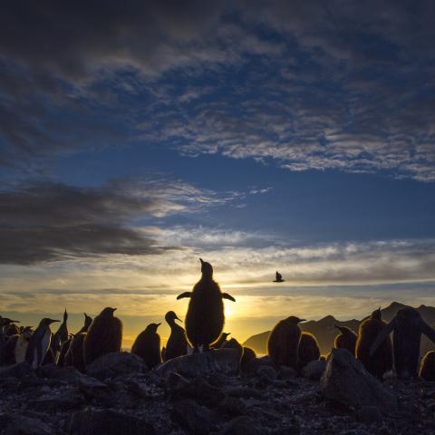 o	King Penguins stand silhouetted against the Antarctic sky on St. Andrews Bay, South Georgia. The bay is home to a huge penguin colony. (Credit: Fredi Davis)