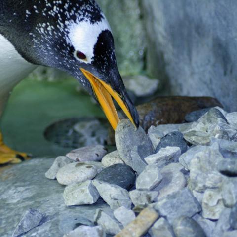 A Gentoo penguin builds a nest at the Tennessee Aquarium in Chattanooga TN