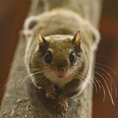 •	A Southern Flying Squirrel peers down from an artificial tree used during training sessions at the Tennessee Aquarium. An animal ambassador, the squirrel is one of many animals featured in Science Streams, a new series of videos produced as an educational resource for teachers. 