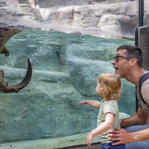 •	A father and son share a moment with a North American River Otter. Beginning today, fully vaccinated guests visiting after 11 a.m. will no longer be required to wear a mask. 