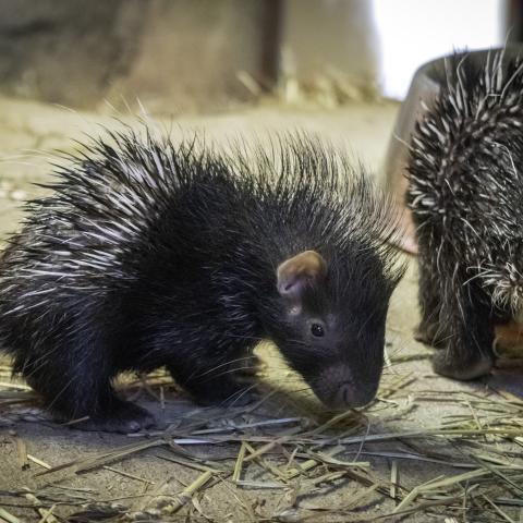 Baby porcupines at Nashville Zoo