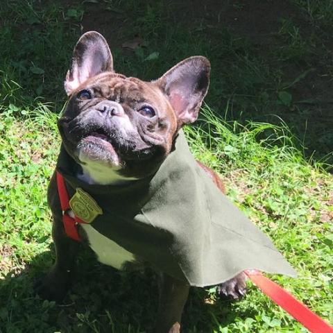 Bark Ranger