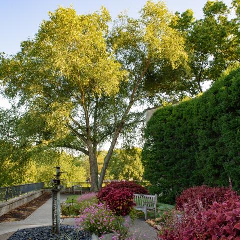 Cheekwood Launches ‘Garden Explorer’ with a Virtual Arboretum Tour on Arbor Day