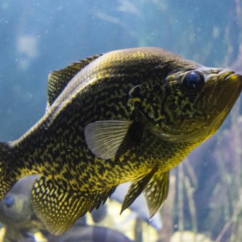 Black Crappie in the Tennessee Aquarium