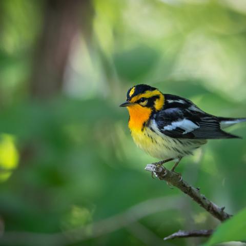 black and yellow bird perched on a branch 