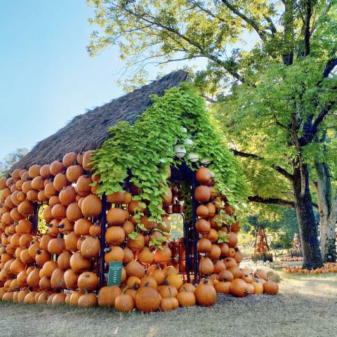 Cheekwood Harvest in Nashville