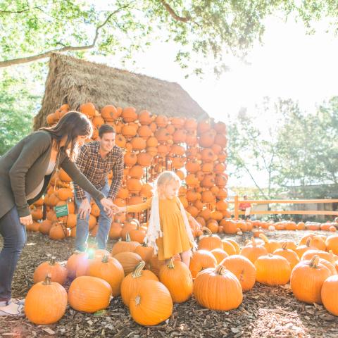 Cheekwood Harvest