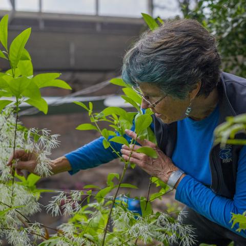 •	Tennessee Aquarium Lead Horticulturist Christine Hunt poses in the Appalachian Cove Forest gallery. Hunt has tended to this gallery since she was hired in 1991, 10 months before the Aquarium officially opened.