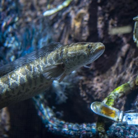 •	A Northern Snakehead swims past a cell phone and other debris commonly found in regional waterways illustrating the dual challenges of pollution and invasive species.