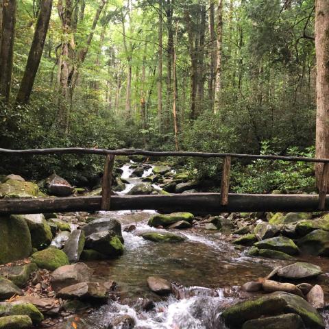 Crosby Nature Trail | Photo Credit: Great Smoky Mountains National Park