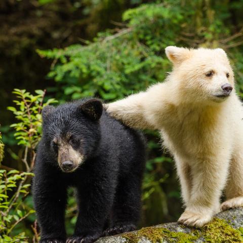 •	White bears are within the Black Bear species, but with a recessive gene that turns their fur all white. These two bear cubs are siblings in the Great Bear Rainforest. 