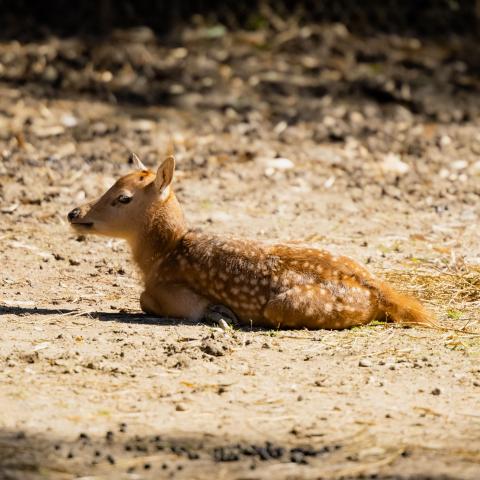 New Baby Fawn