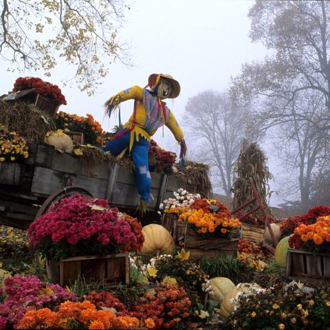 HARVEST TIME: CELEBRATE FALL WITH TENNESSEE’S UNIQUE CULTURAL FESTIVALS