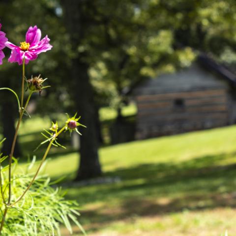 Summer Flowers 