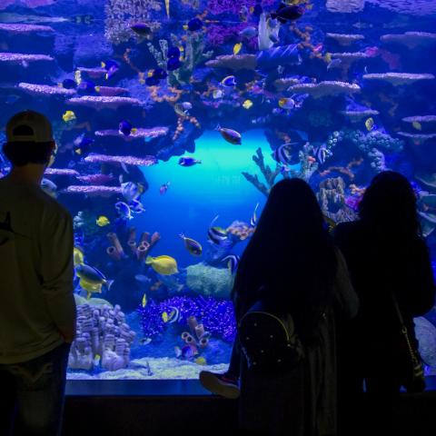 Indo Pacific exhibit at the Tennessee Aquarium