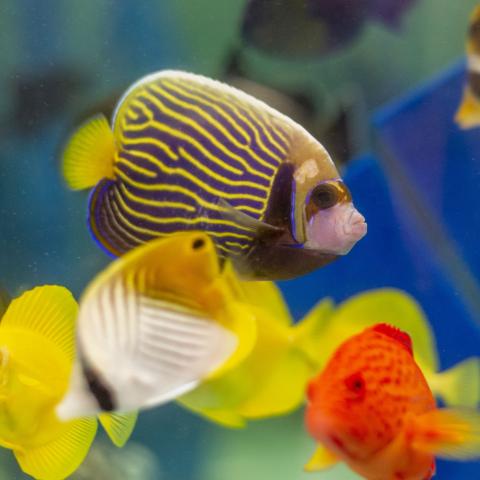 New Tennessee Aquarium Gallery Celebrates, Redefines “Island Life”