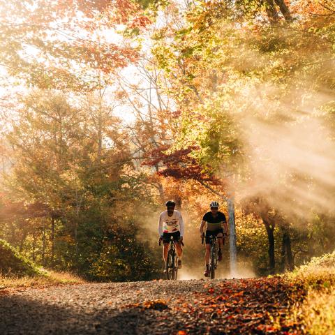 cyclists on gravel trail in woods with golden hue lighting 
