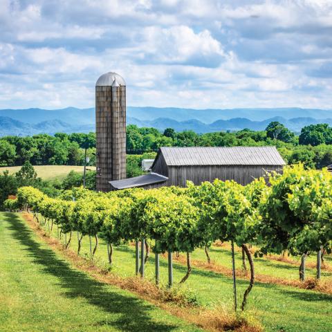 Tsali Notch Vineyards 