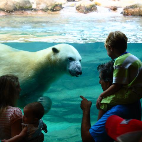 Polar Bear at the Memphis Zoo